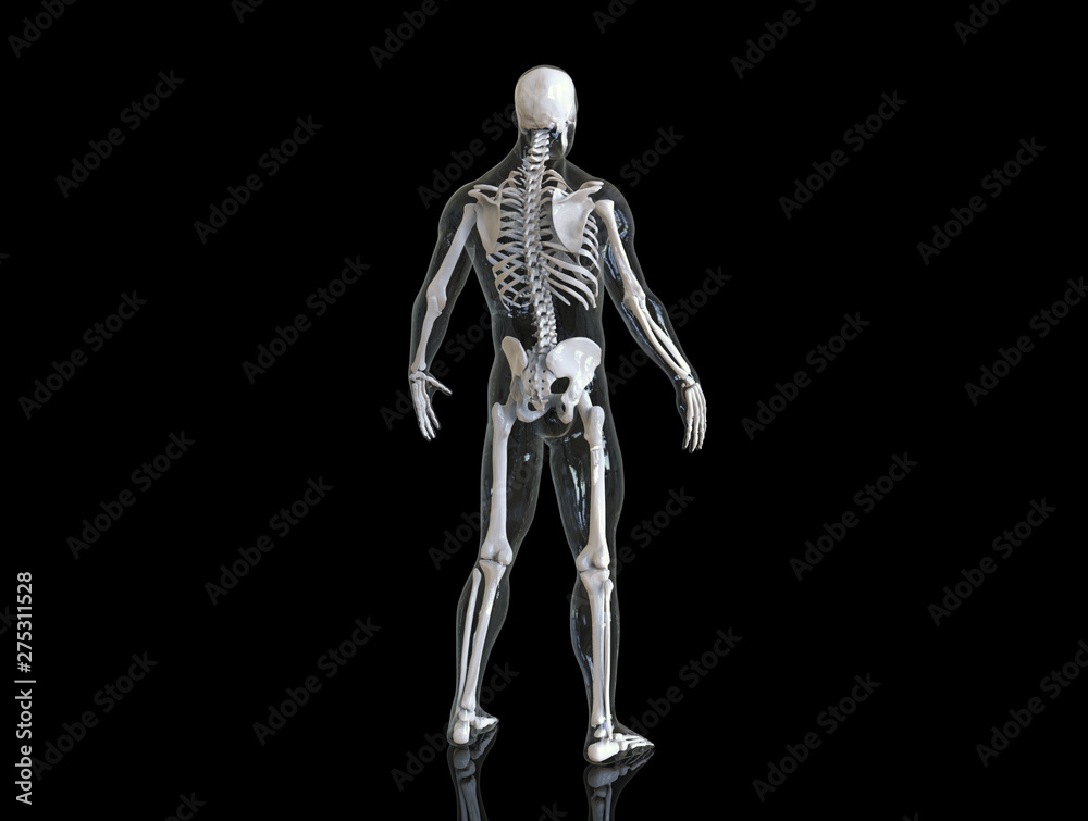 Human skeleton with transparent body isolated in black background 3d render Human skeleton with transparent body isolated in black background 3d render