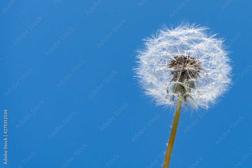 Low angle close up view of a blow ball in front of the clear blue sky