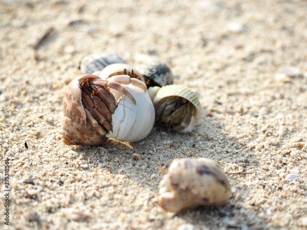 Hermit crab walking along in the sand