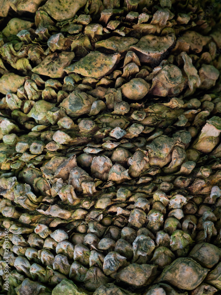 Palm tree trunk. Texture of tree bark. Thailand Palm tree trunk. Texture of tree bark. Thailand
