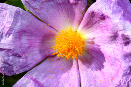 Kretische Zistrose / Graubehaarte Zistrose (Cistus creticus) auf Kalymnos (Griechenland) - Pink Rock-Rose, Hoary Rock-Rose photo