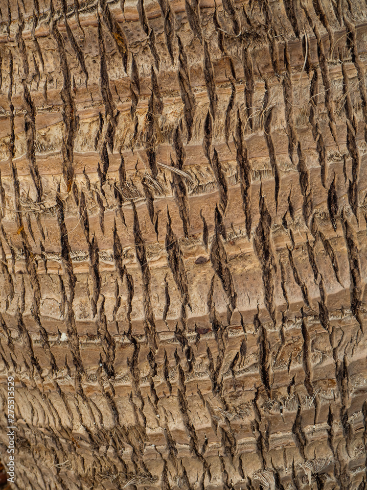 Palm tree trunk. Texture of tree bark. Thailand Palm tree trunk. Texture of tree bark. Thailand
