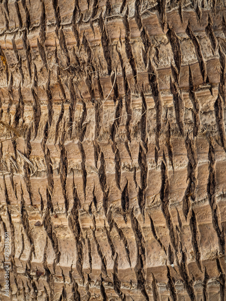Palm tree trunk. Texture of tree bark. Thailand Palm tree trunk. Texture of tree bark. Thailand