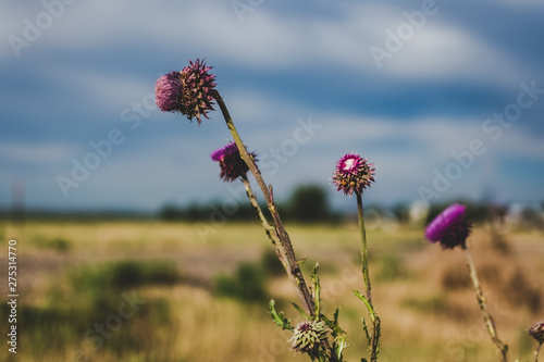 red flowers on background of blue sky