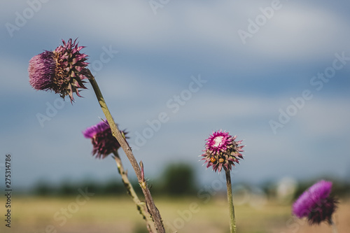 flower and blue sky