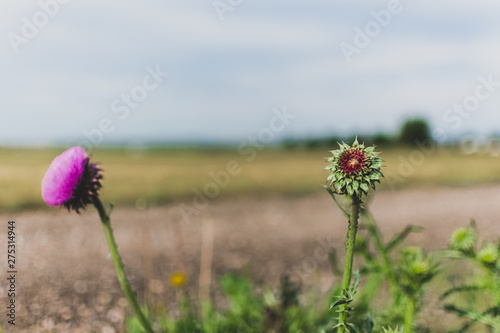red poppies in a field