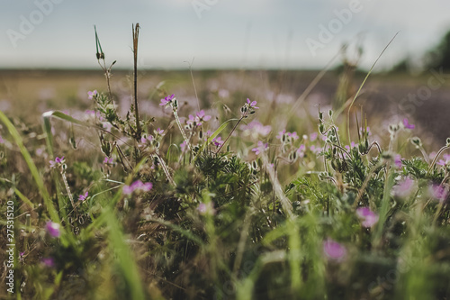 field of flowers