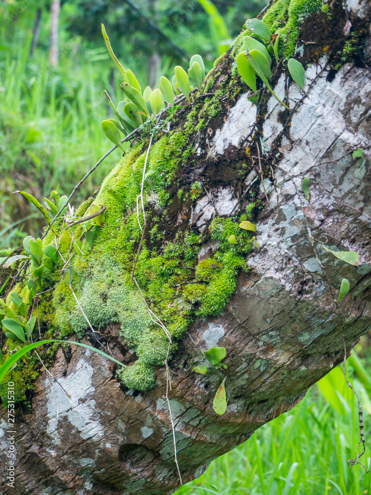 Fototapeta premium Texture of moss and lichen on the bark of tropical trees
