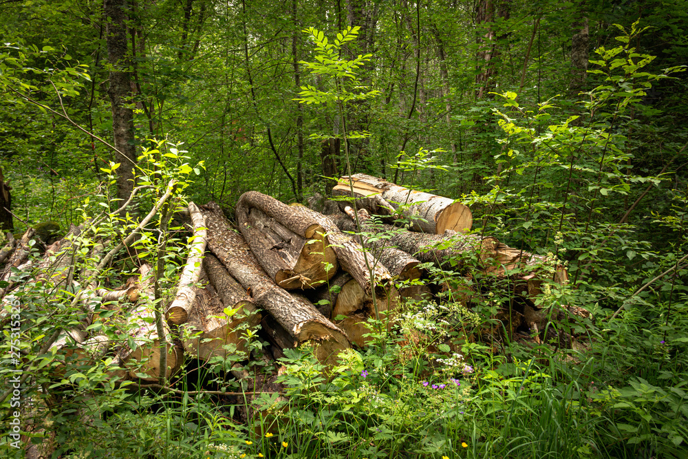Fototapeta premium stacked wood in the forest