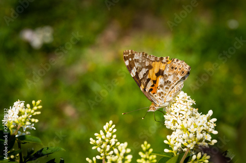 Close up of a detailed and colorful butterfly sitting on a flower head in the sunlight