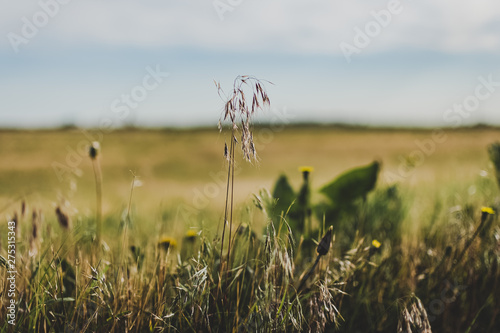 Field of wheat