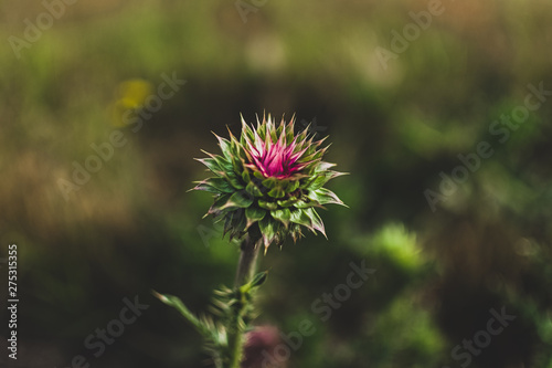 thistle flower