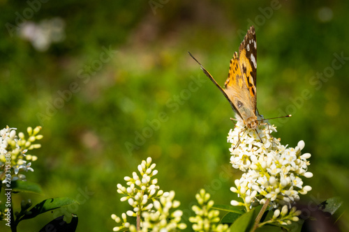 Close up of a detailed and colorful butterfly sitting on a flower head in the sunlight