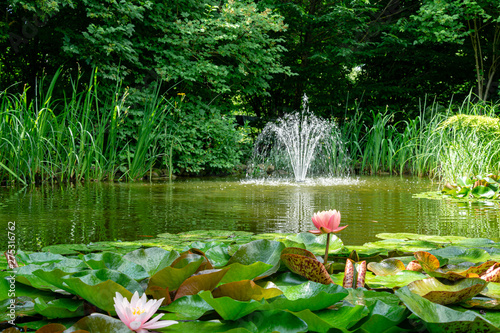 Fototapeta Naklejka Na Ścianę i Meble -  Beautiful garden pond with amazing pink water lilies or lotus flowers Perry's Orange Sunset. Nymphaea are bloom among leaves on blurred fountain background. Selective focus on Nymphaea