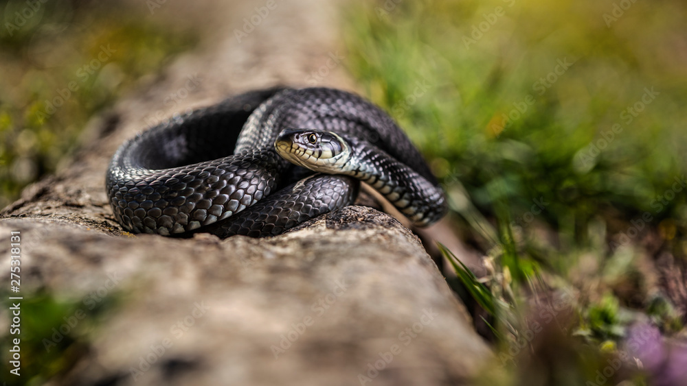Fototapeta premium Snake in the sun