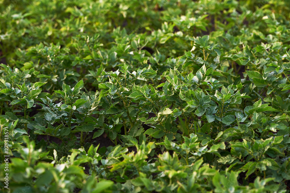 Young potato plants growing on soil. Potato bush in organic garden. Field of healthy potatoes Young potato plants growing on soil. Potato bush in organic garden. Field of healthy potatoes
