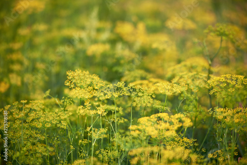 Green dill plants growing in garden, copy space. Natural summer background. Fennel seeds. Foeniculum vulgare