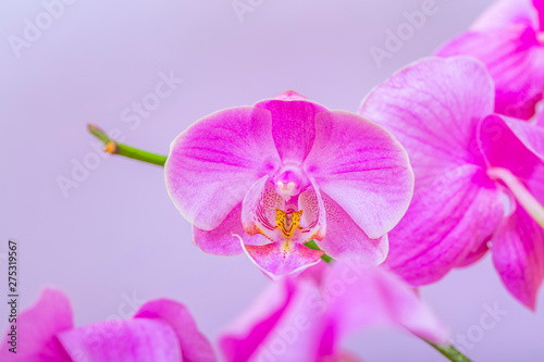 Close Up Of A Blooming Orchid Flower