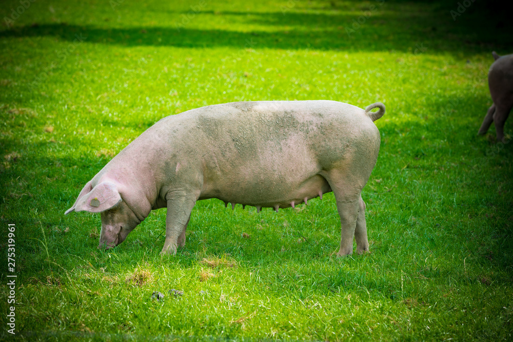 pigs in field. Healthy pig on meadow pigs in field. Healthy pig on meadow