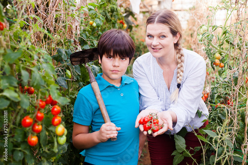Woman gardener with son picking tomatoes and holding cultivator  in  greenhouse