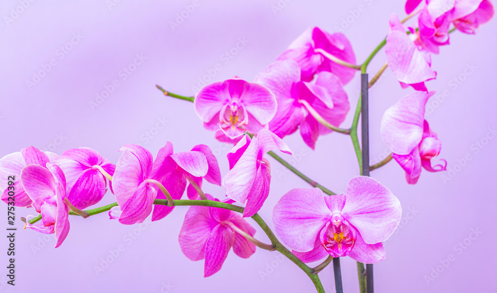 pink orchids flowers pink orchids flowers