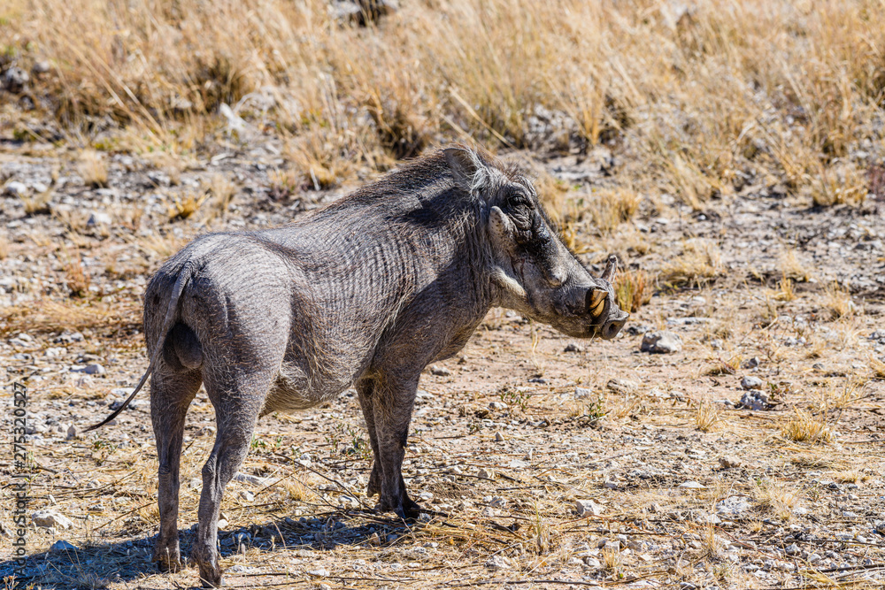 Fototapeta premium Male Warthog in the African Savannah, Namibia