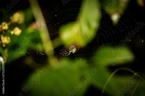 Spider building a web at a public park in Cincinnati, Ohio.