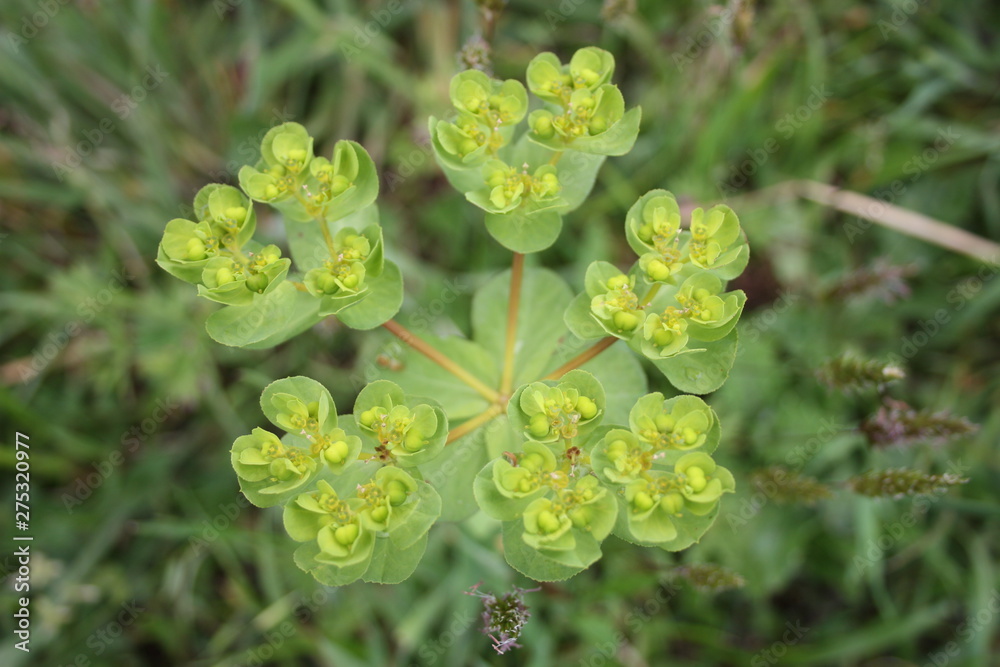 closeup of common green plant, acrid spurge closeup of common green plant, acrid spurge