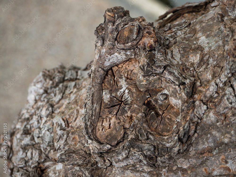 Trunk of a tropical tree. Texture of the bark. Thailand Trunk of a tropical tree. Texture of the bark. Thailand