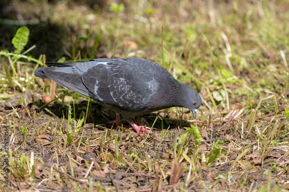 Fototapeta premium dove in green spring grass