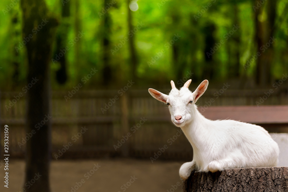 Obraz premium white domestic goat on the farm, green forest background