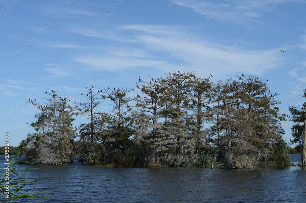 Louisiana Wetlands: Pelican-filled Cypress Swamp 3 Louisiana Wetlands: Pelican-filled Cypress Swamp 3