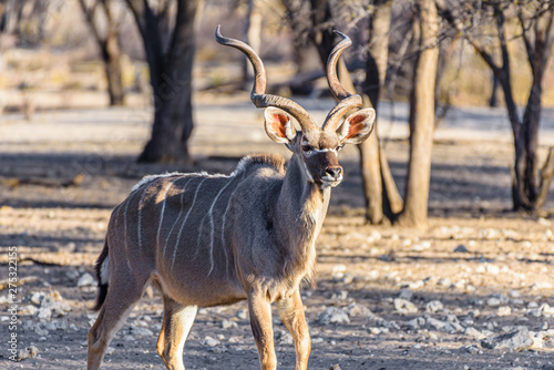 Kudu at an artificial water hole in a Namibian forest, Namibia.