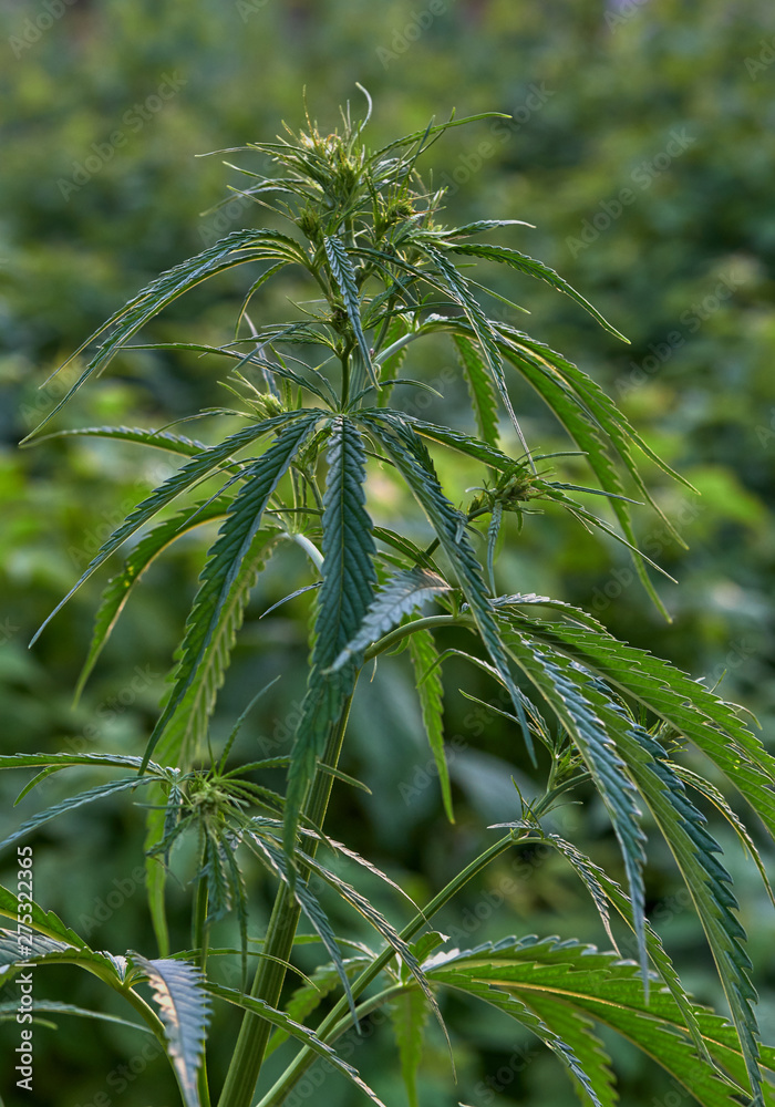 Cannabis Cannabis