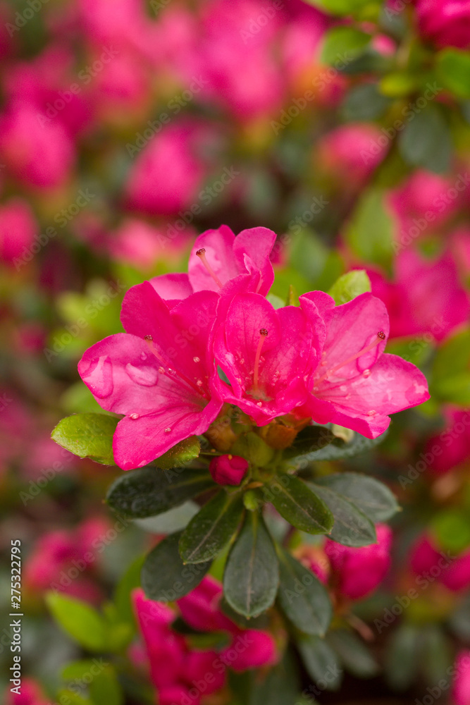 Close up on the beautiful Azalea (Rhododendron) Kiusianum Rauschenstein at the Botanical Garden Berlin-Dahlem, Germany Close up on the beautiful Azalea (Rhododendron) Kiusianum Rauschenstein at the Botanical Garden Berlin-Dahlem, Germany