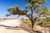 Weaver bird nests hanging from branches of an acacia tree, Namibia