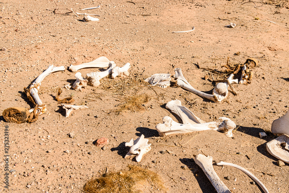 Obraz premium Bones of a horse on the roadside in Namibia. When horses reach the end of their useful life, they are released to forage for themselves and die in the desert.