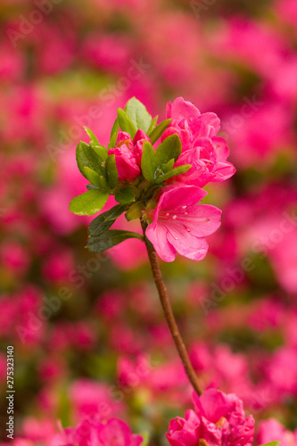 Close up on the beautiful Azalea (Rhododendron) Kiusianum Rauschenstein at the Botanical Garden Berlin-Dahlem, Germany