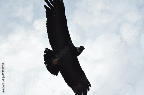 Alguna vez a mis alas dañaron