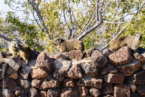 Rock hyrax, a small rodent closely related to elephants.  Namibia