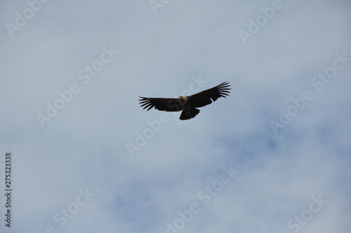 Quiero seguir volando