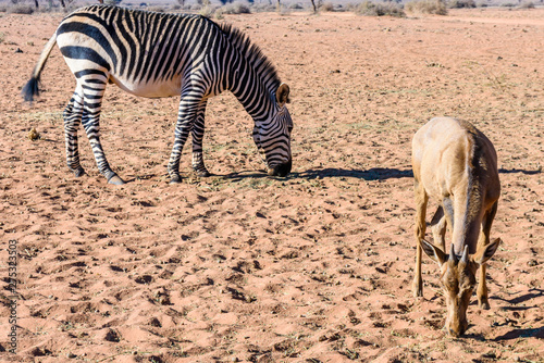 Fototapeta Naklejka Na Ścianę i Meble -  Young hartebeest and a mountain zebra foraging for food on the edge of the Namib desert, Namibia