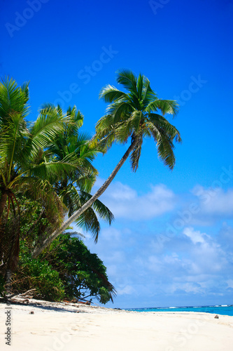 Tropical Island with a paradise beach and palm trees