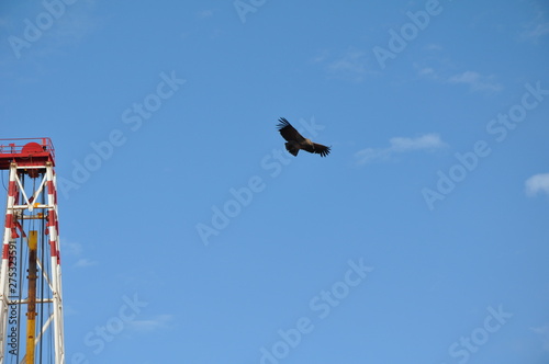 en ellas he sentido el viento