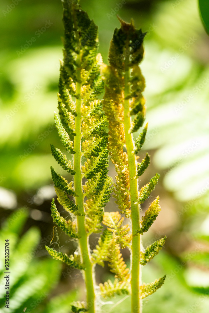 Fertile frond of cinnamon fern in Manchester, Connecticut. Fertile frond of cinnamon fern in Manchester, Connecticut.