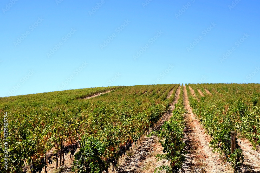 Vineyard on a hill in Dalmatia, Croatia. Selective focus, copy space.