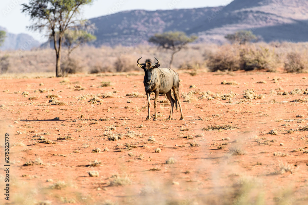 Blue wildebeest on the arid savannah of Namibia.