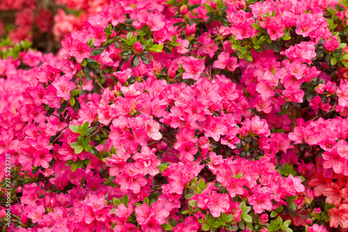 Close up on the beautiful Azalea (Rhododendron) Kiusianum Rauschenstein at the Botanical Garden Berlin-Dahlem, Germany