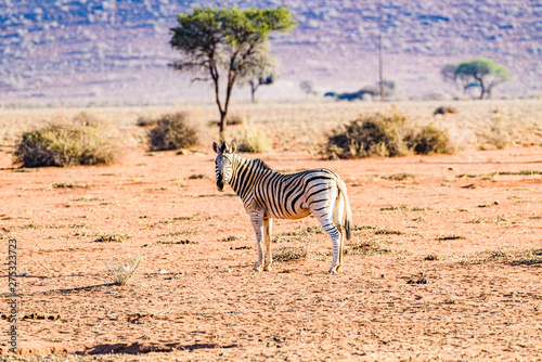 African plain zebra in the Kalahari Desert of Namibia