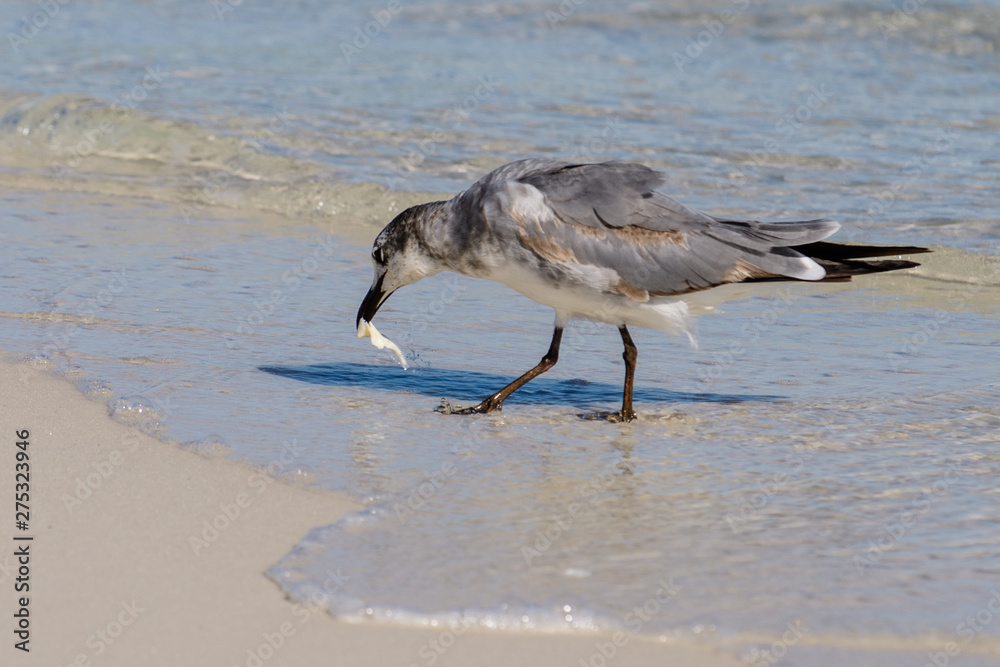 shore bird eating at shoreline on beach shore bird eating at shoreline on beach